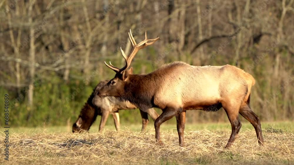 A bull elk with large antlers strolls through his harem grazing in a valley in golden evening light. A bull elk with large antlers strolls through his harem grazing in a valley in golden evening light.