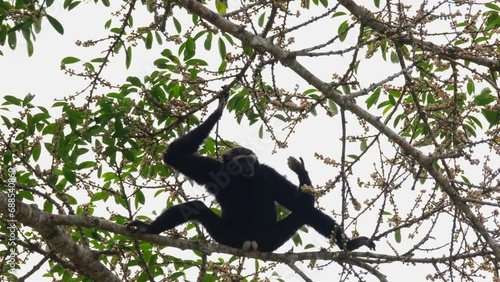 Holding tight on a branch then drops its left hand spreading its fingers looking at them while sitting on a branch spreading its legs to balance, Pileated Gibbon Hylobates pileatus, Thailand photo