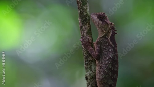 Forest moves in the background as a bokeh while this individual is captured in a portrait moving its left eye, Scale-bellied Tree Lizard Acanthosaura lepidogaster, Thailand photo