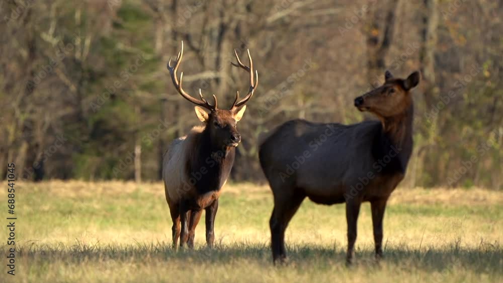 A bull elk and a cow elk standing in a field at sunset. A bull elk and a cow elk standing in a field at sunset.