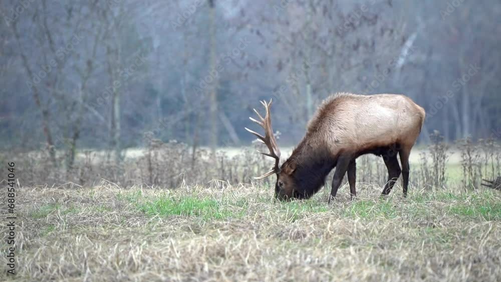 A large bull elk grazes in a field. A large bull elk grazes in a field.