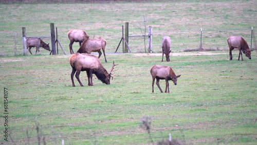 A large herd of elk graze in farm fields in Boxley Valley, Arkansas. photo
