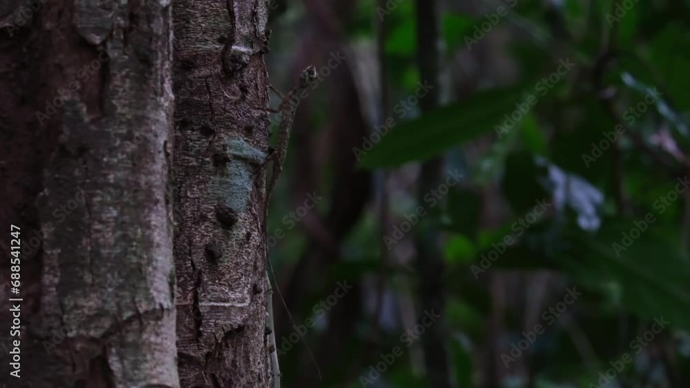 Resting on the side of the tree moving its head as seen deep in the forest, Blanford's Flying Dragon, Draco blanfordii, Thailand Resting on the side of the tree moving its head as seen deep in the forest, Blanford's Flying Dragon, Draco blanfordii, Thailand