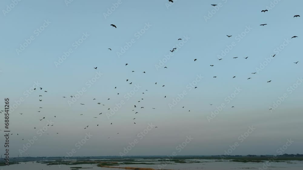 Clusters of Cormorant birds flying in the blue sky, Flocks of migratory birds, Cormorants flying in formation. Silhouette of black migratory birds, Group of Cormorants flying over the river Clusters of Cormorant birds flying in the blue sky, Flocks of migratory birds, Cormorants flying in formation. Silhouette of black migratory birds, Group of Cormorants flying over the river