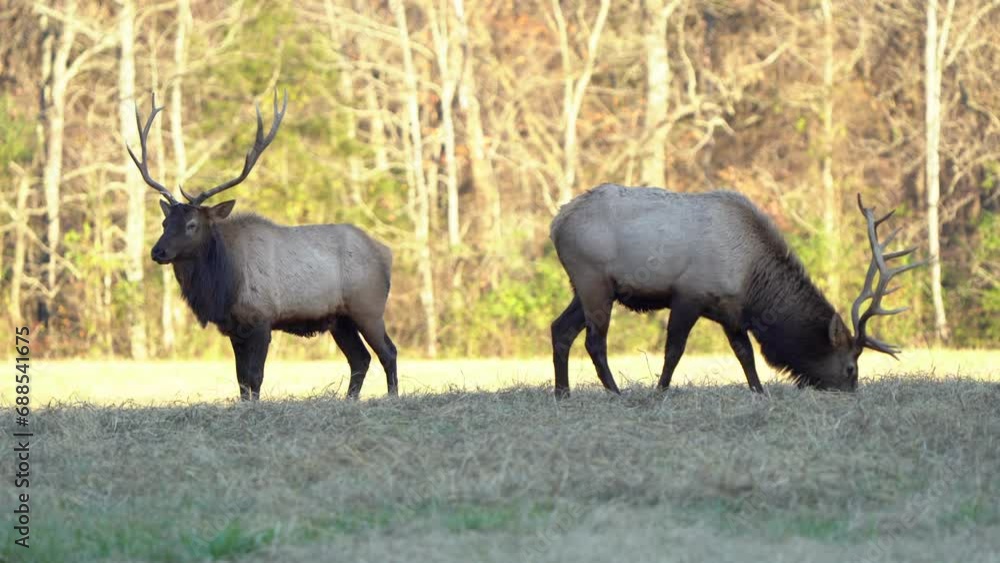 Two large bull elk graze near one another at sunset. Two large bull elk graze near one another at sunset.