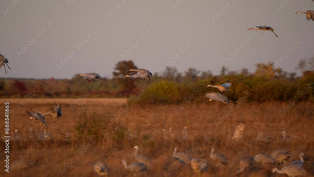 A large group of sandhill cranes flying into the wetlands at sunset to roost for the evening. A large group of sandhill cranes flying into the wetlands at sunset to roost for the evening.