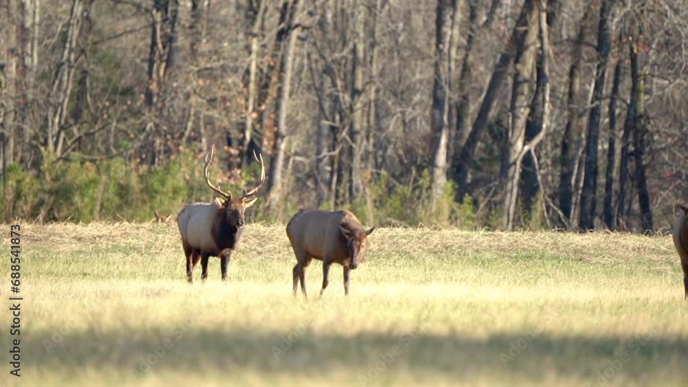 A large bull elk follows a cow elk across a field at sunset during the rut. A large bull elk follows a cow elk across a field at sunset during the rut.