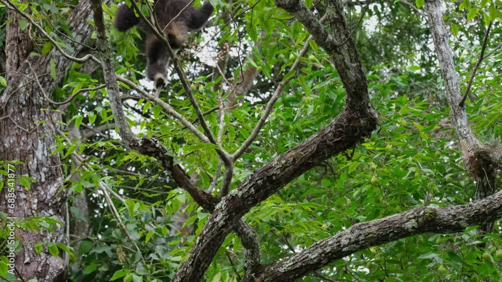 Moving up the tree looking for more fruits to eat, White-Handed Gibbon Hylobates lar, Thailand Moving up the tree looking for more fruits to eat, White-Handed Gibbon Hylobates lar, Thailand