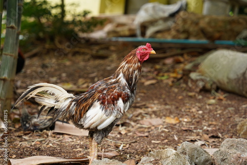 chicken