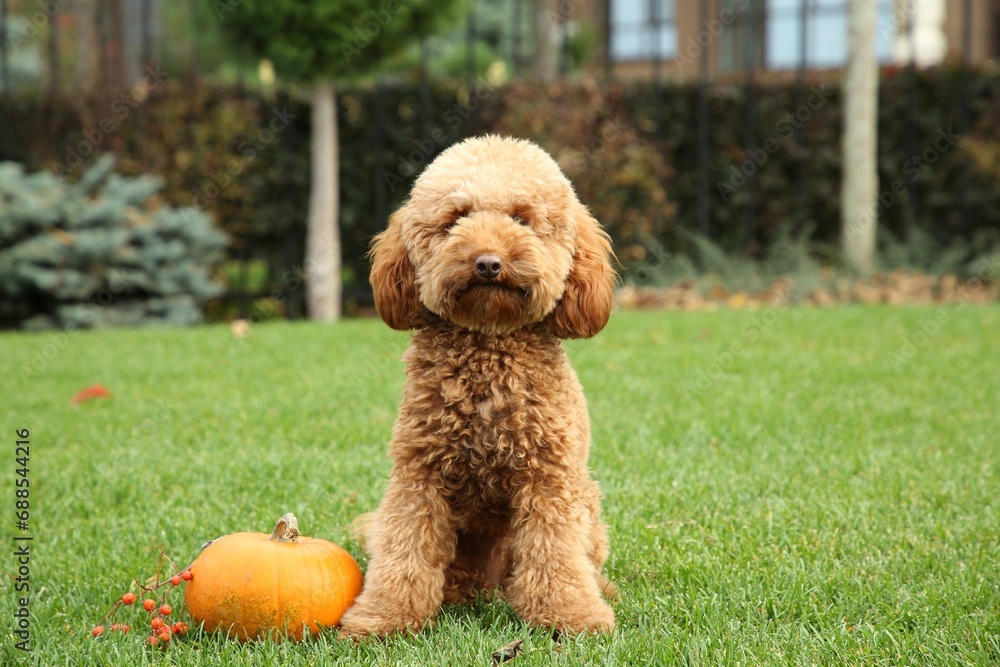 Cute fluffy dog, pumpkin and red berries on green grass in park Cute fluffy dog, pumpkin and red berries on green grass in park
