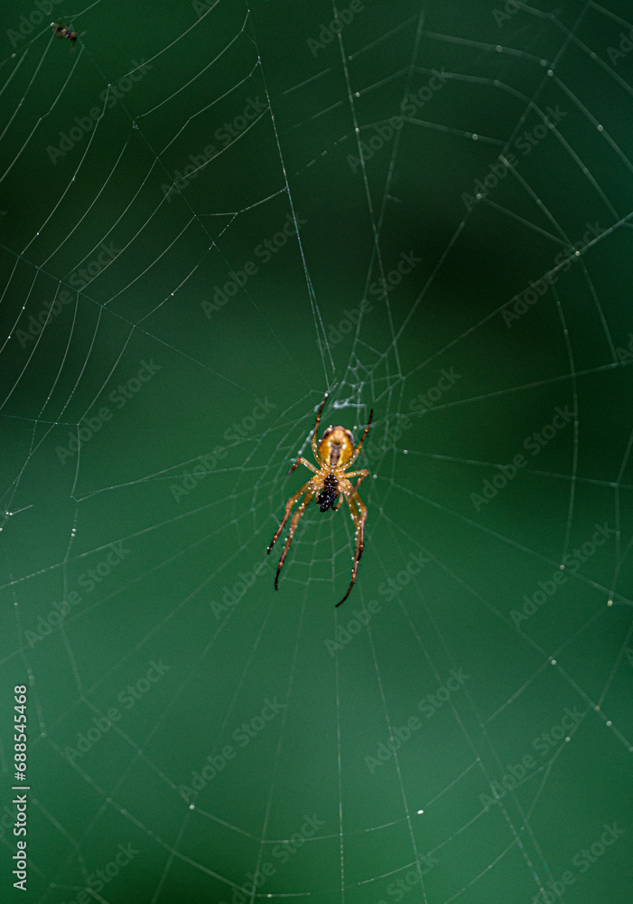 Fotografie araignée diadème dans sa toile