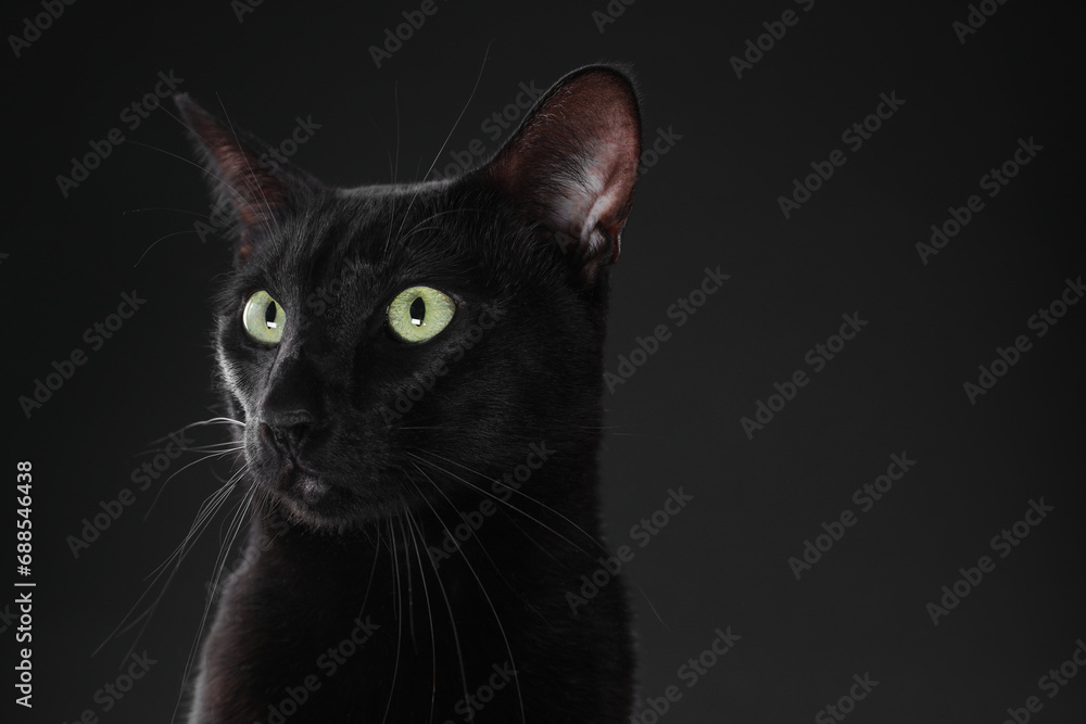 Adorable cat on black background, closeup with space for text. Lovely pet