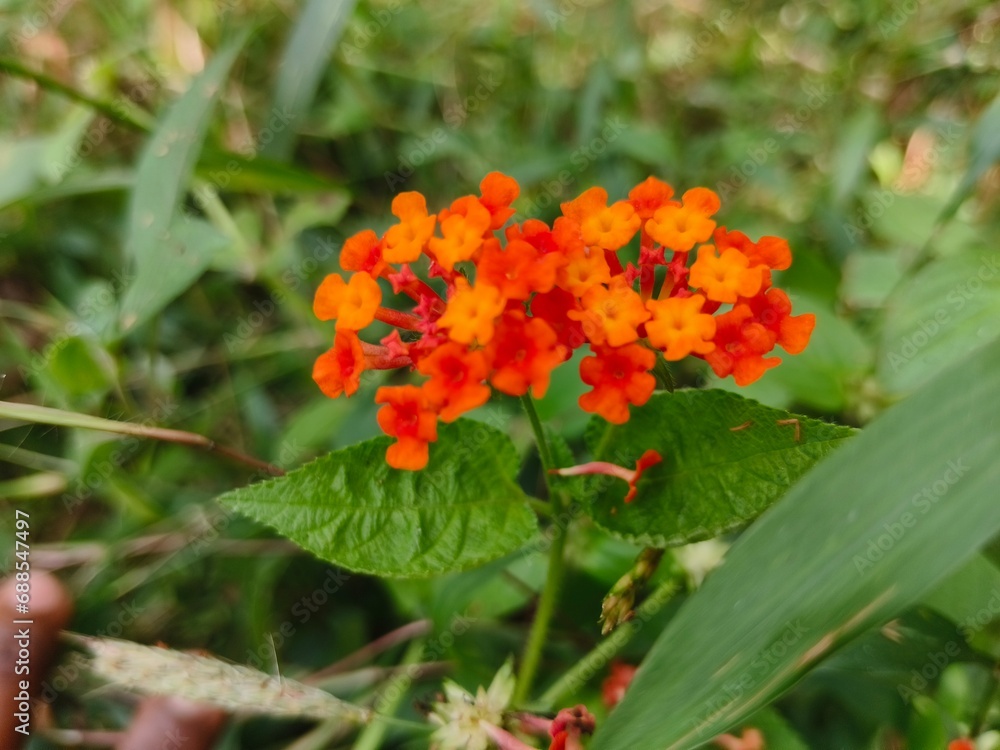 orange flower orange flower