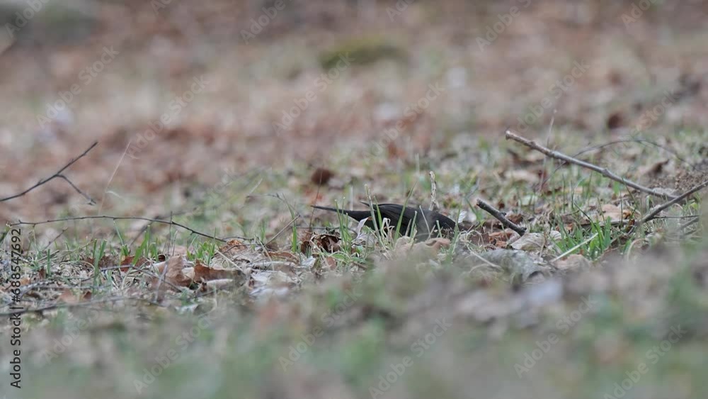 Looking for food after the rainstorm, the blackbird male (Turdus merula) Looking for food after the rainstorm, the blackbird male (Turdus merula)