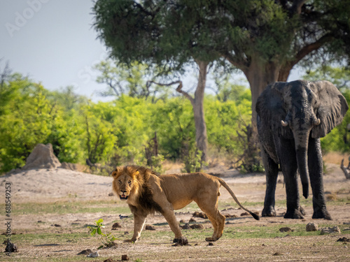 Photography Male lion parading around elephants in Savuti, Botswana