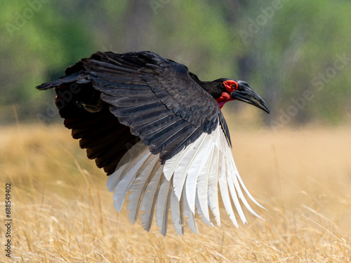 Southern ground hornbill in flight