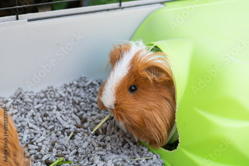 A long-haired guinea pig in a cage with a filler and a house