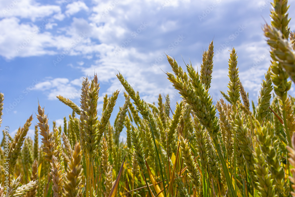 Wheat meadow. Ripe Gold Barley field in summer. Nature organic Yellow rye plant Growing to harvest. World global food with sunset in farm land autumn scene background. Happy Agricultural countryside Wheat meadow. Ripe Gold Barley field in summer. Nature organic Yellow rye plant Growing to harvest. World global food with sunset in farm land autumn scene background. Happy Agricultural countryside