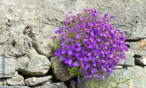 closeup on beautiful bush of purple bell flowers blooming on a rocky wall closed a garden