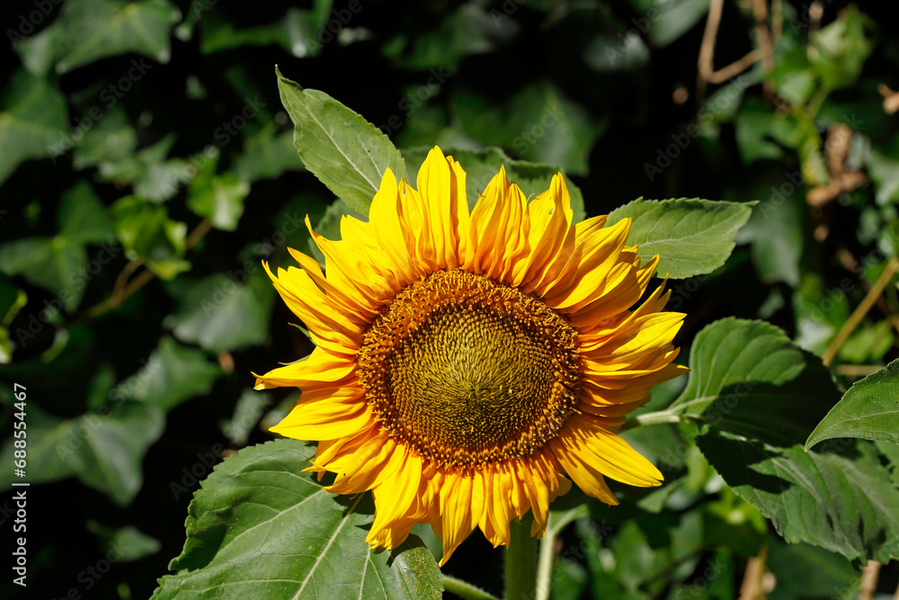 Obraz premium Sonnenblume, Blume, Blüte, Deutschland, Europa