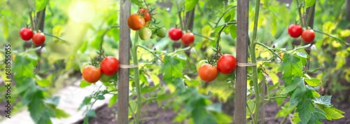 closeup on red tomatoes ripening in a vegetable garden attached to a guardian...