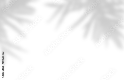 Soft shadows of palm leaves on white or transparent background