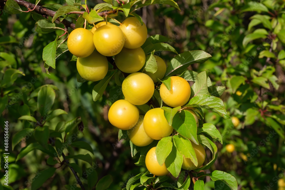Ripe yellow cherry plum fruits close-up (Myrobalan plum, prunus cerasifera) on a tree branch on a sunny day