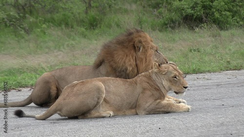 Wallpaper Mural Close up of male lion guarding lioness lying on road in windy day Torontodigital.ca