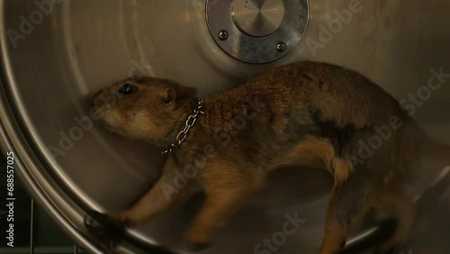 prairie dog marmots locked in a cage in thailand on racing wheels  photo