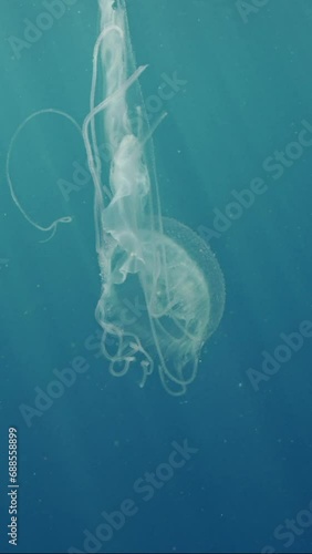 Vertical video, Mauve Stinger Jellyfish flashing bright light. Mauve Stinger, Night-lightx Jellyfish, Phosphorescent jelly or Purple people eater (Pelagia noctiluca) floating on blue water in sunrays photo