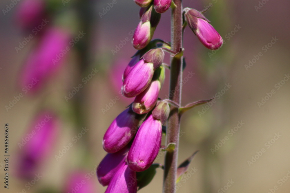 Obraz premium close up of a flower
