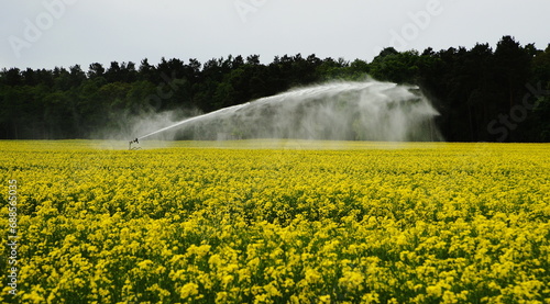 irrigation,rapeseed field