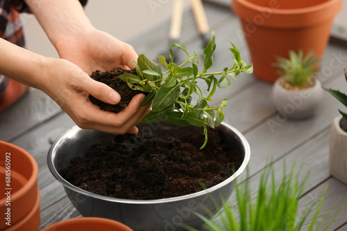 Transplanting. Woman with green plant and flower pots at gray wooden table, closeup