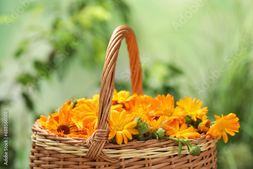 Beautiful fresh calendula flowers in wicker basket against blurred green background  closeup