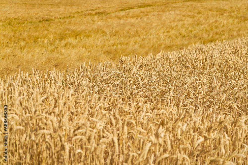 Large wheat field with many yellow ripe crops as background texture Large wheat field with many yellow ripe crops as background texture