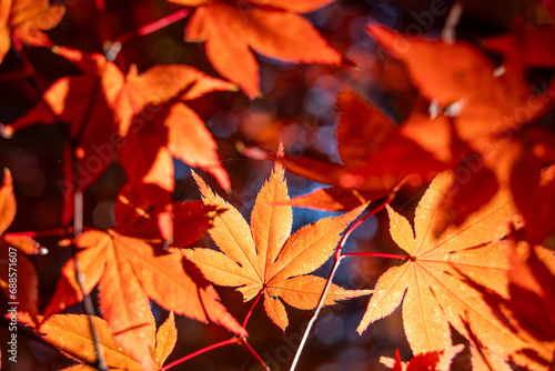 Beautiful maple leaves on the tree in autumn season.