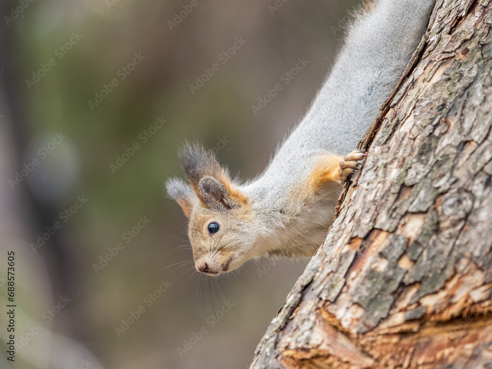 Naklejka premium Squirrel sitting upside down on a tree trunk. The squirrel hangs upside down on a tree against colorful blurred background. Close-up.