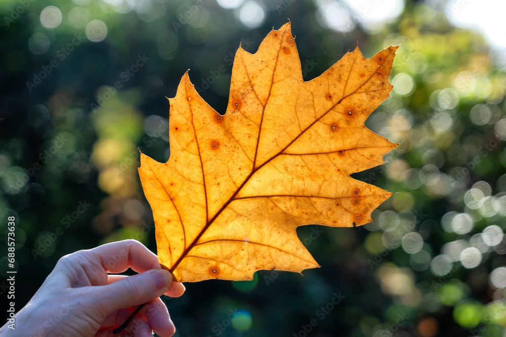 Hand holding yellow autumn colored oak leaf backlit by the sun