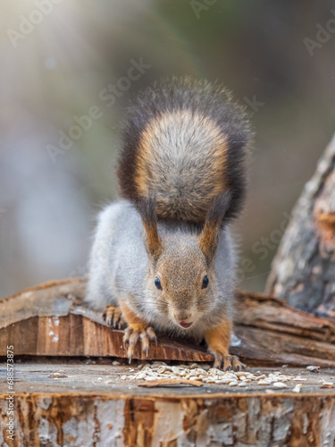 A squirrel sits on a stump and eats nuts in autumn.