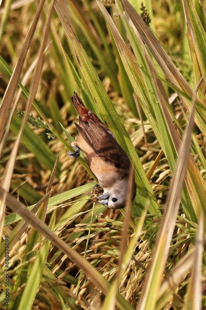 bird in the paddy