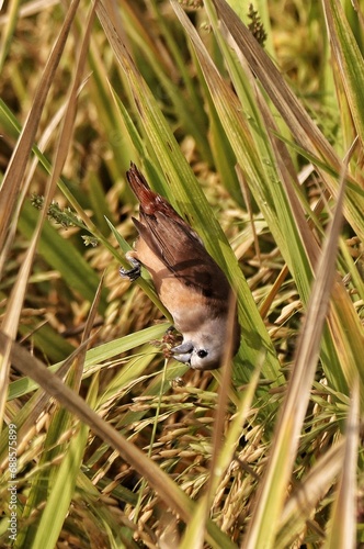 bird in the paddy © yunalb