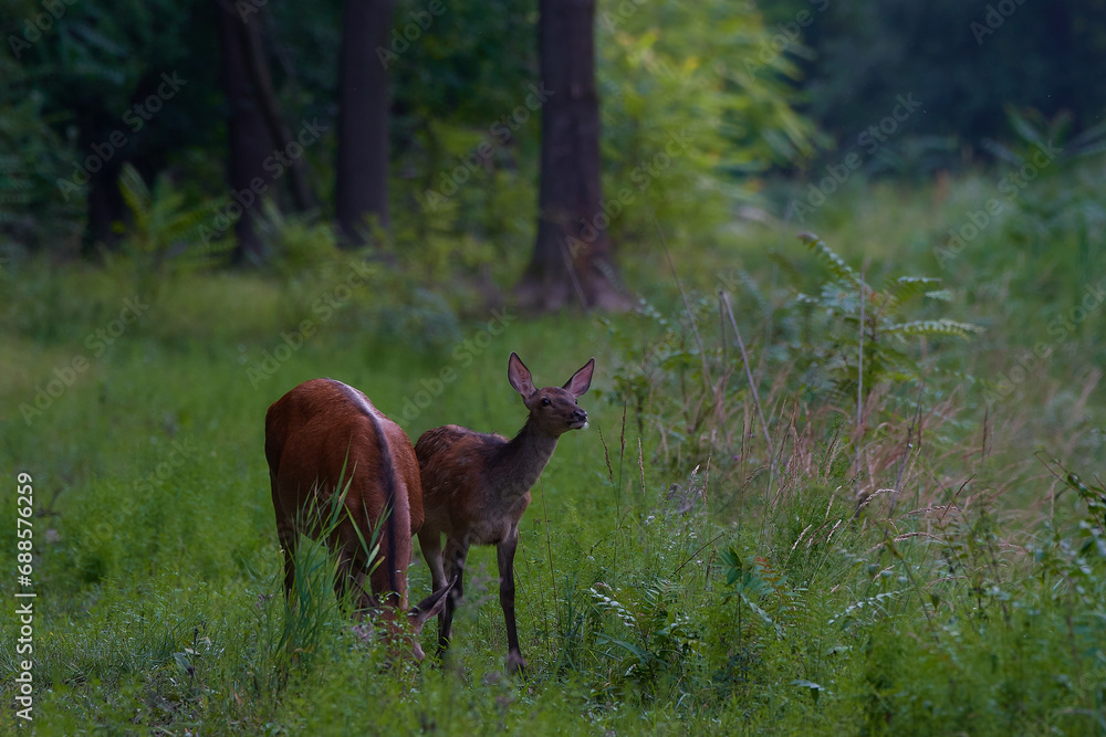 Amazing hind ,,Cervus elaphus,, on danubian forest, Slovakia Amazing hind ,,Cervus elaphus,, on danubian forest, Slovakia