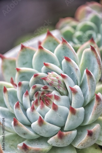 succulnet in pot 