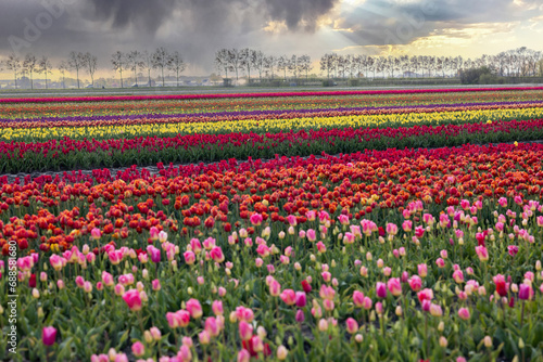 Fototapeta Naklejka Na Ścianę i Meble -  Colorful multi-colored rows of blooming tulips on a field in Holland