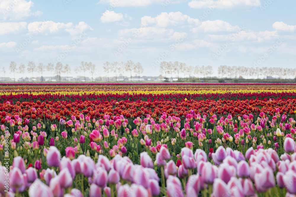 colorful rows of tulips in a field near a village in Holland