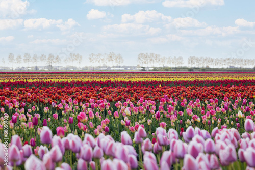 colorful rows of tulips in a field near a village in Holland