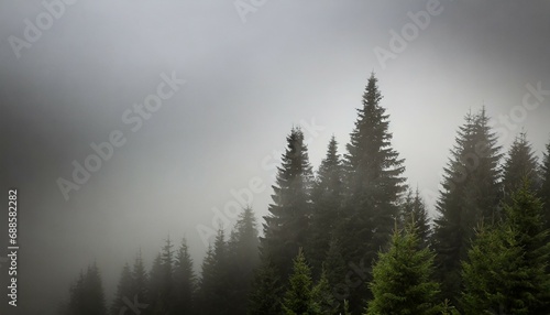 the dramatic wall fir tree forest against the gray sky in the fog for creative background © Faith