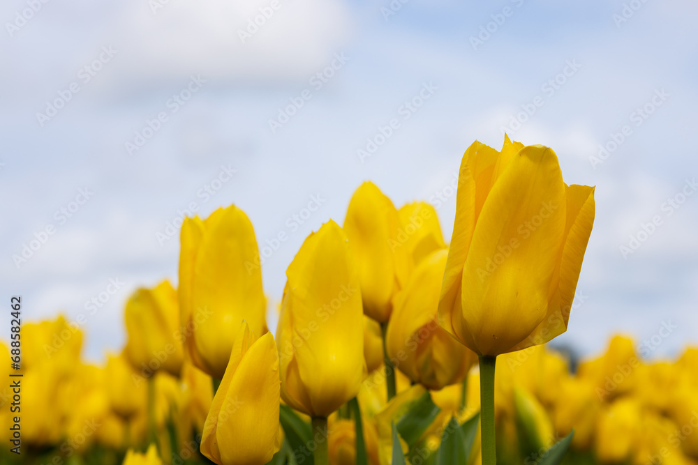 Obraz premium bright yellow large tulip flowers on a light sky background