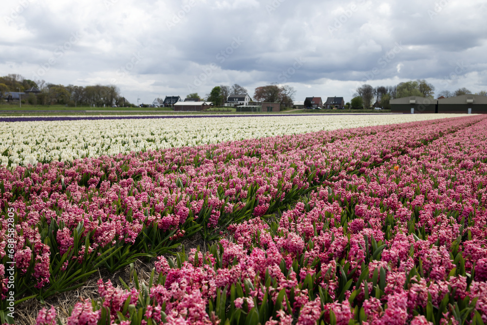 Pink and white hyacinths in a field near the village