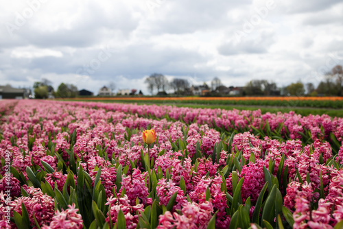Rows of pink hyacinths in bloom with a yellow pink tulip in the foreground on the field